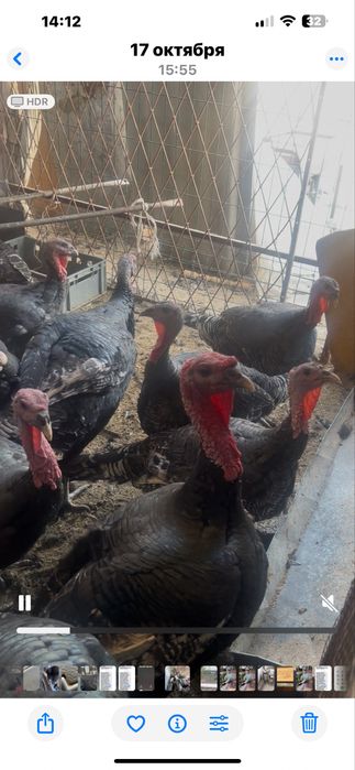 Toza yem bilan boqilgan kurkala sotiladi damashniy