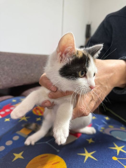 Donez pui de pisica, Gratuit