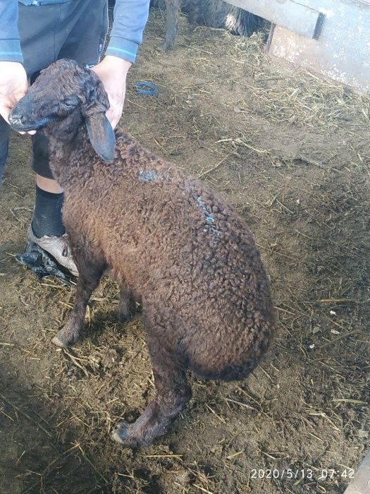 Кучкор. Куйлар. Кассоб хизмати. Доставка бесплатно