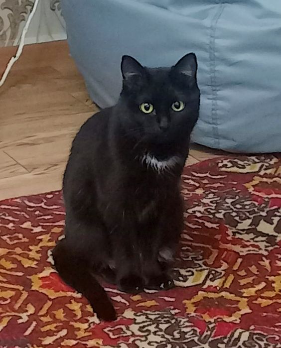 Маленькая пантера в добрые руки