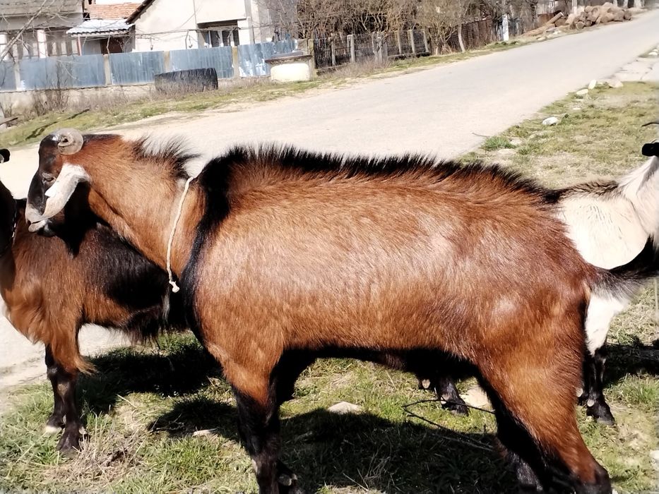 Țap metis Anglonublian