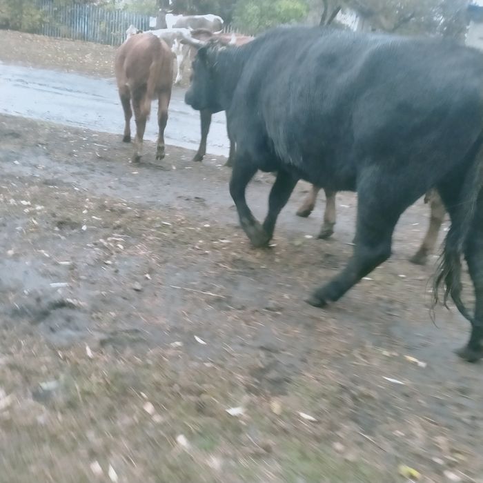 Продам нетелей 2,5 года