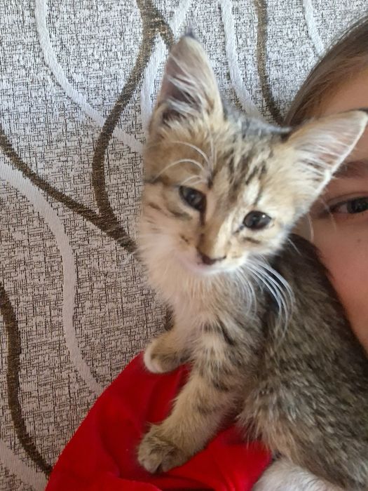 Отдам в добрые руки котёнка-девочку