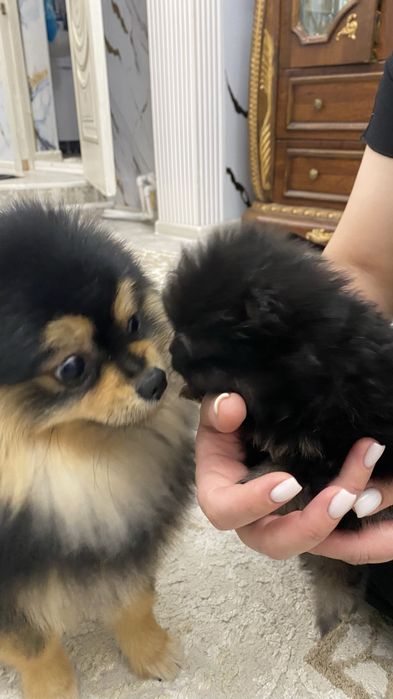 Продам памеранского шпица