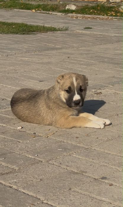 Алабай САО Тобет