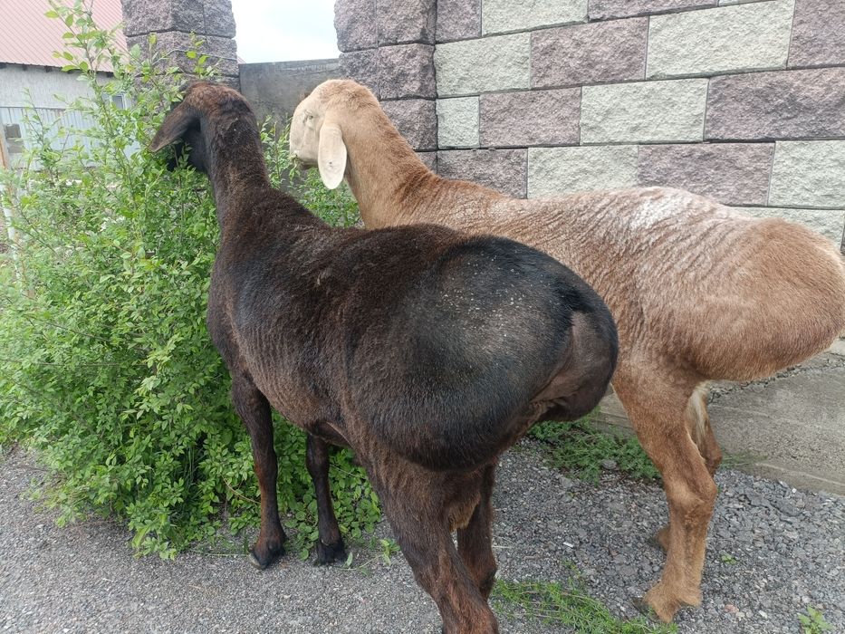 қошқар сатылады, линиясы бар