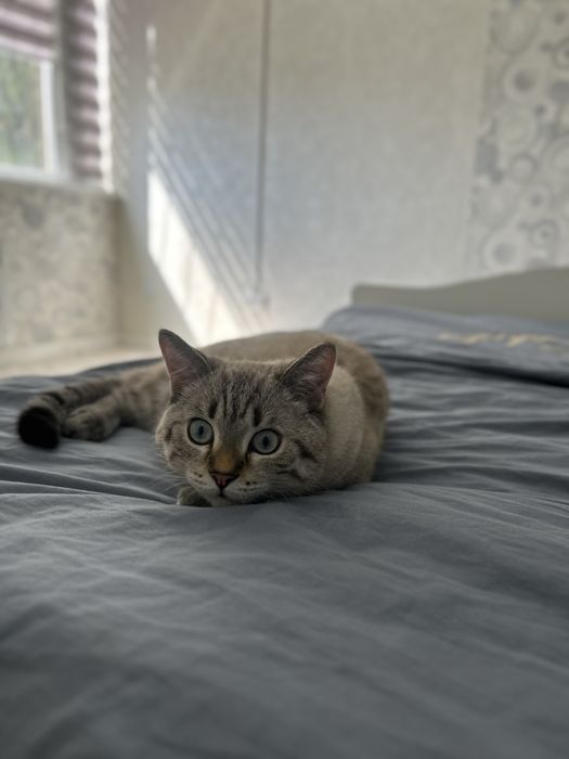 Жоғалған сур мысық Актау