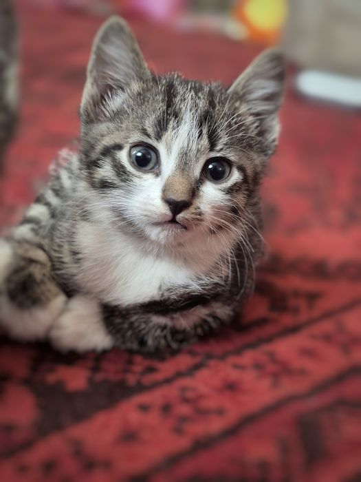 Отдам в добрые руки