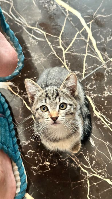 Котенок тигровый
