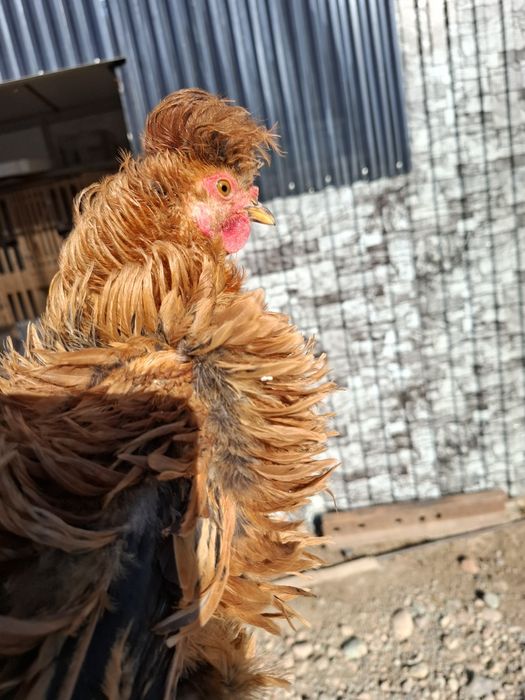 Куры карликовые, карлики