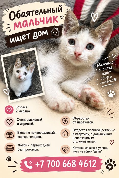 Котёнок мальчик в добрые руки