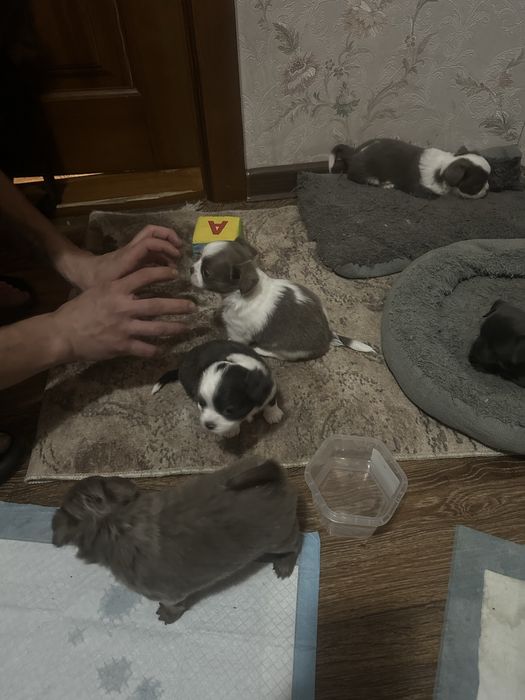 Щеночки чихухуашечки