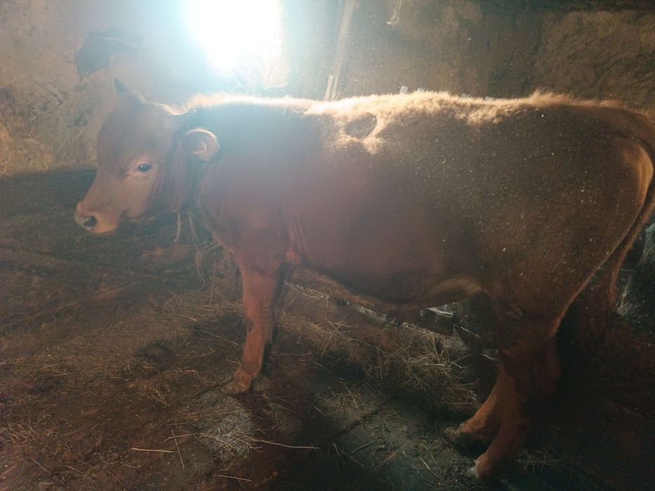 Откормленный бычок