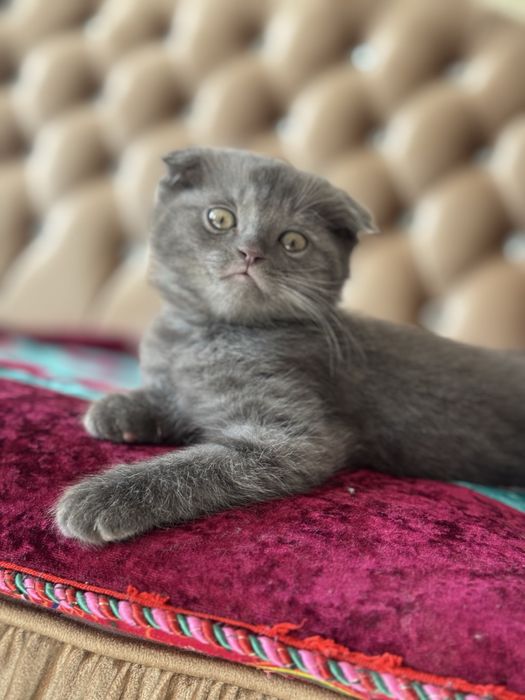 вислоухие котята