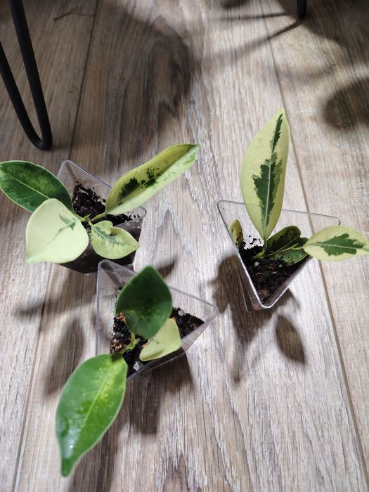 Фикус Мунлайт , мутабилис