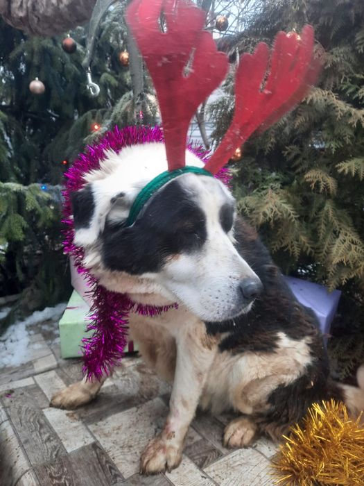 ПорОдиСтыЕ соБаЧки