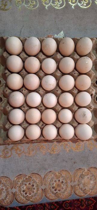 Adler  tuxumlariga zakaz olamiz.