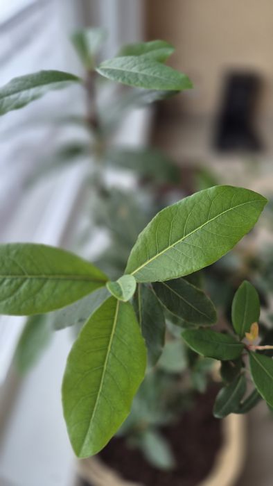 Лавровый куст, лавр благородный