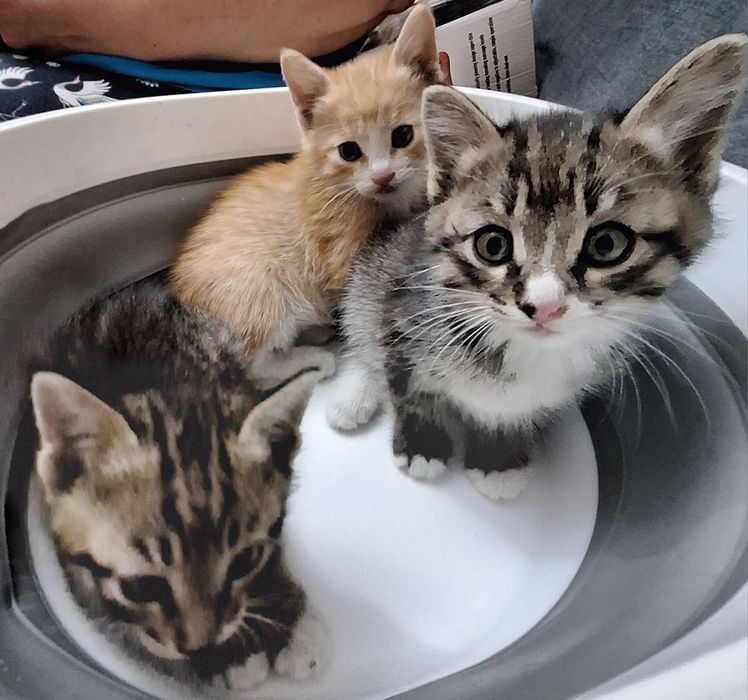 Отдам даром котика