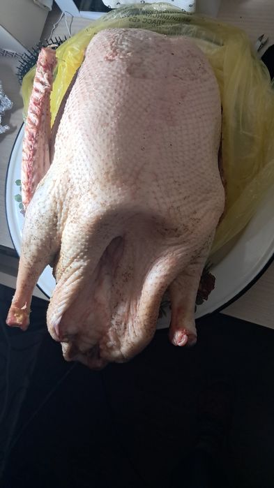 Продам гуся, домашний