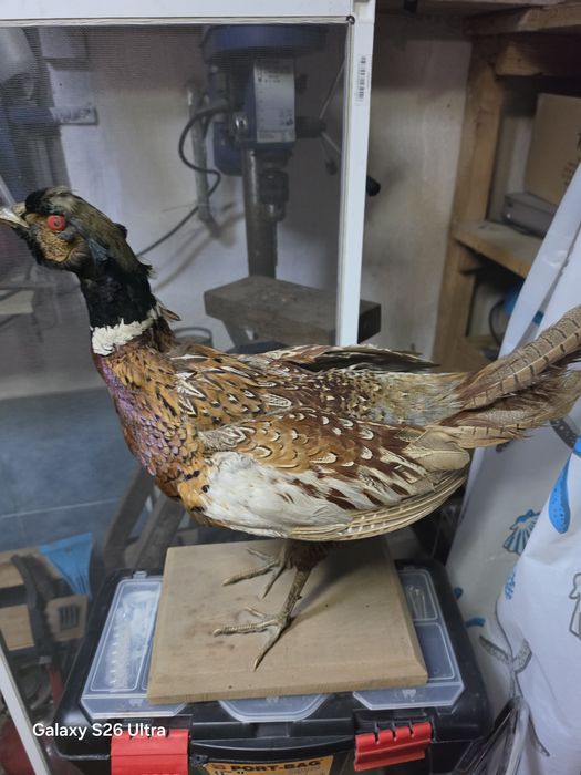 Fazan împăiat (Phasanius colchicus)