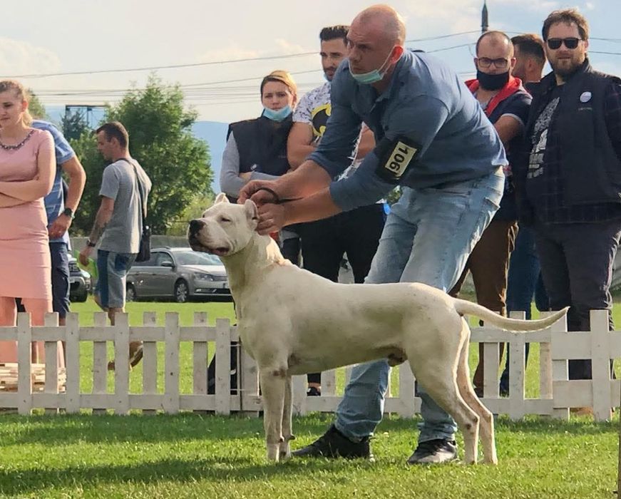Dogo argentino/Dog argentinian