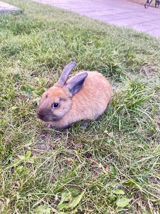 Продается кролик для дома