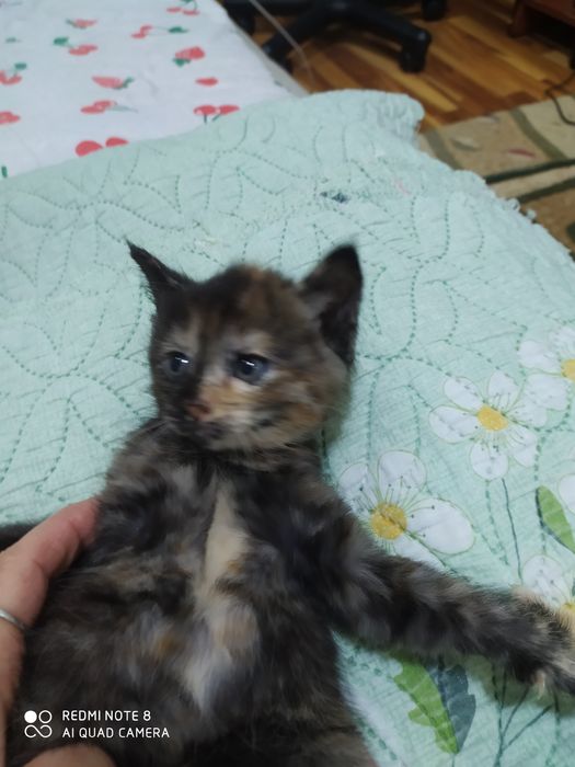 Домашние животные