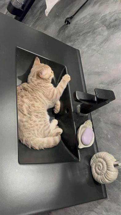 Отдам в хорошие руки кошку
