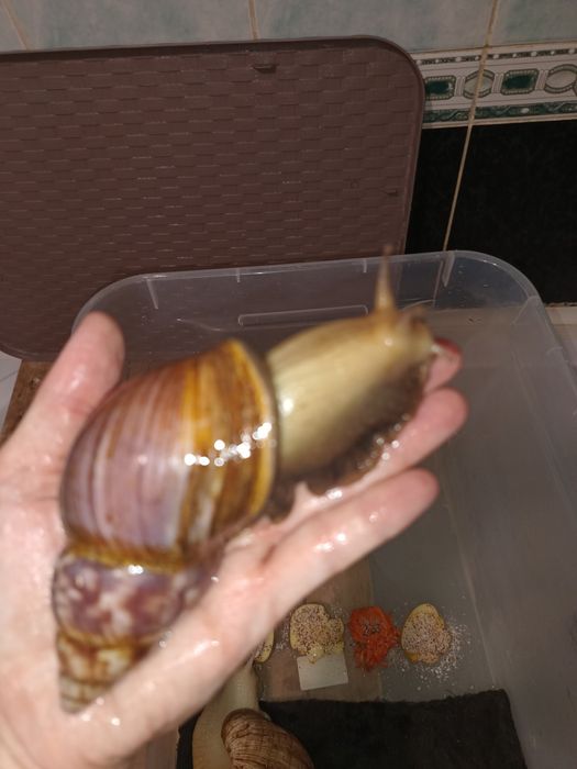 Продаются улитки сухопутные/ахатины