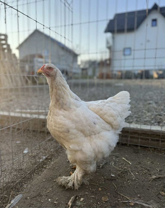 Familie Brahma 3+1 sau schimb