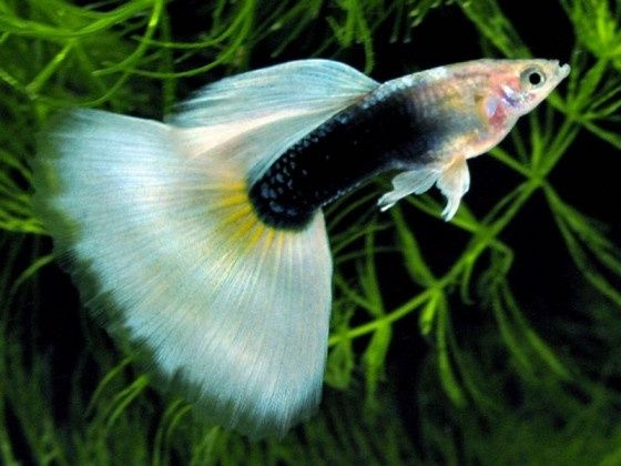 Гуппи,, Red  Rose'' Гуппи,, Канада "