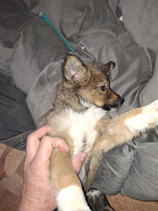 Отдам даром щенят