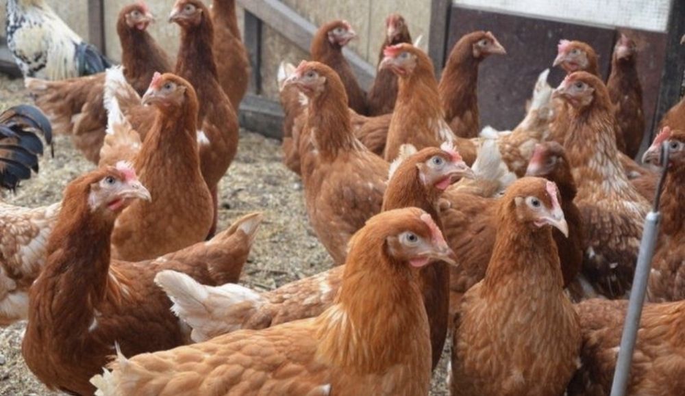 куры Ломан Браун