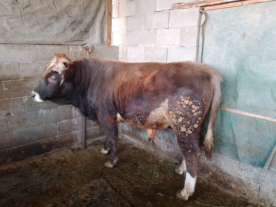 Продам быка живьём