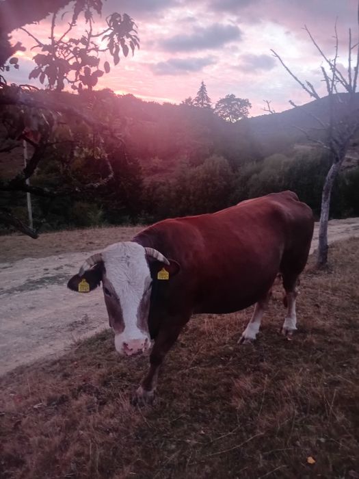 Vând vaca de abator