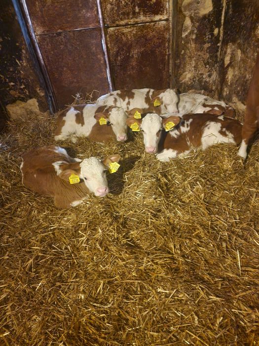 Vând vitei baltati  din mame bune