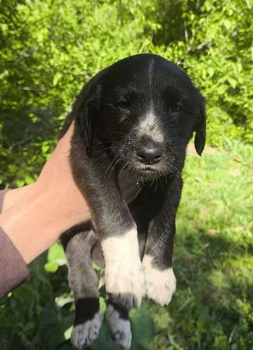 Щенки ТАЗЫ,им 1 месяц