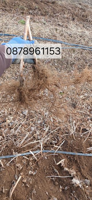 Расзад малини и ягоди