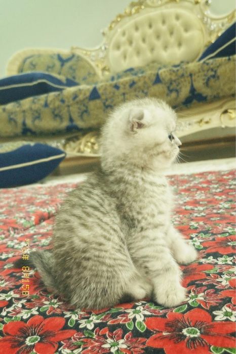 Британский вислоухий котенок