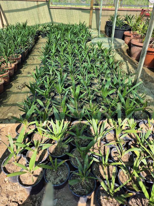 Продавам Студоустойчиви палми Трахикарпус.