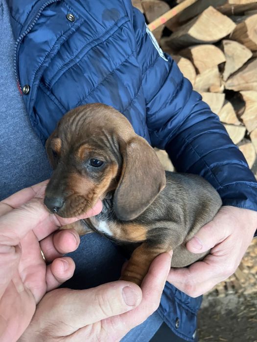 Tekel superb 500 lei