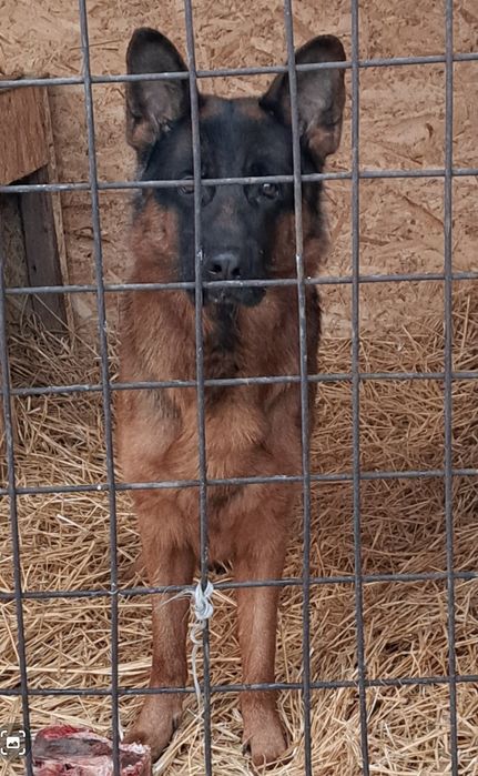 Приглашение на вязку.