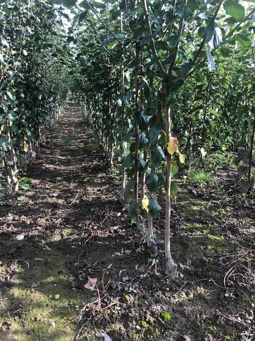 VAND Pomi fructiferi