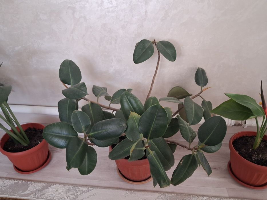 Продаётся комнатные ухоженные цветы