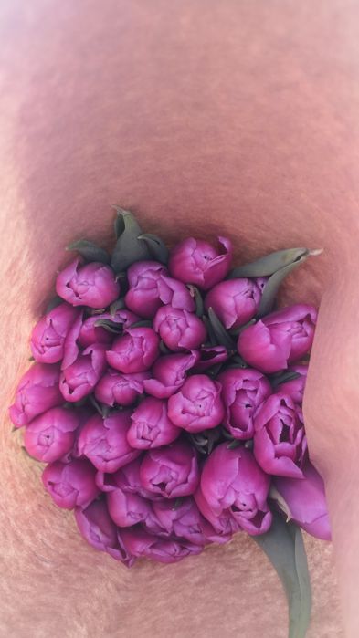 тюльпаны оптом собственная теплица