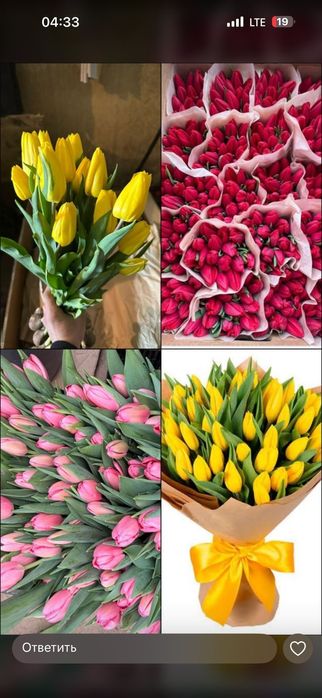 Тюльпаны цветы .