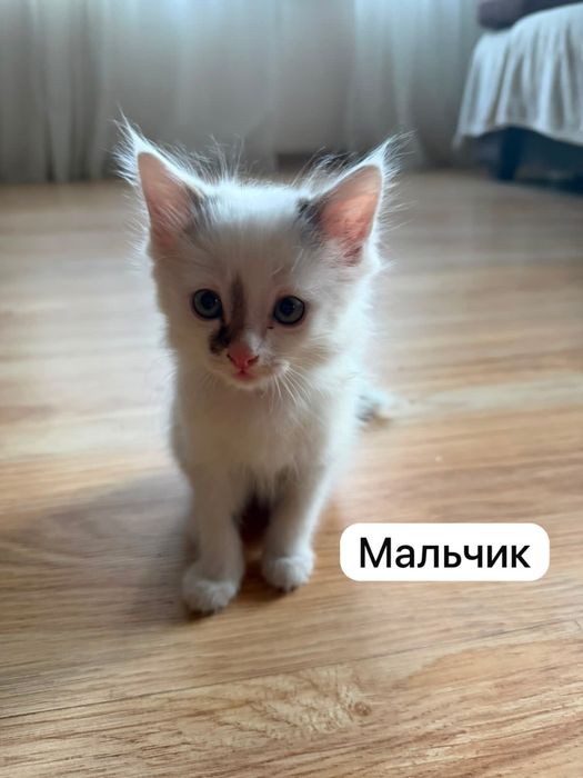 Отдадим котят в добрые руки