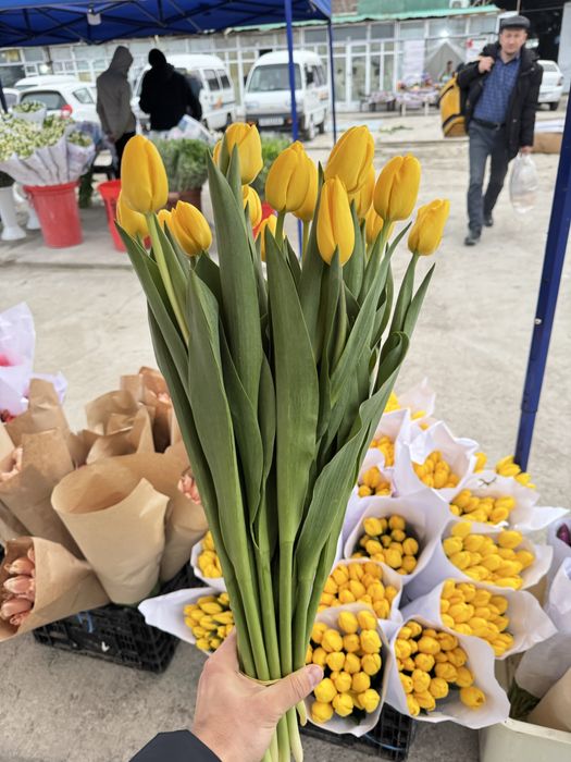 Lola Optomga  тюльпан