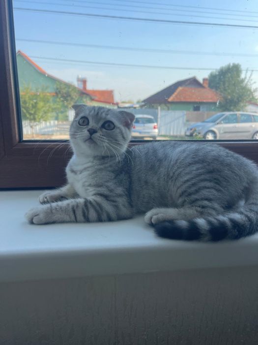 Pisicuta Scottish Fold
